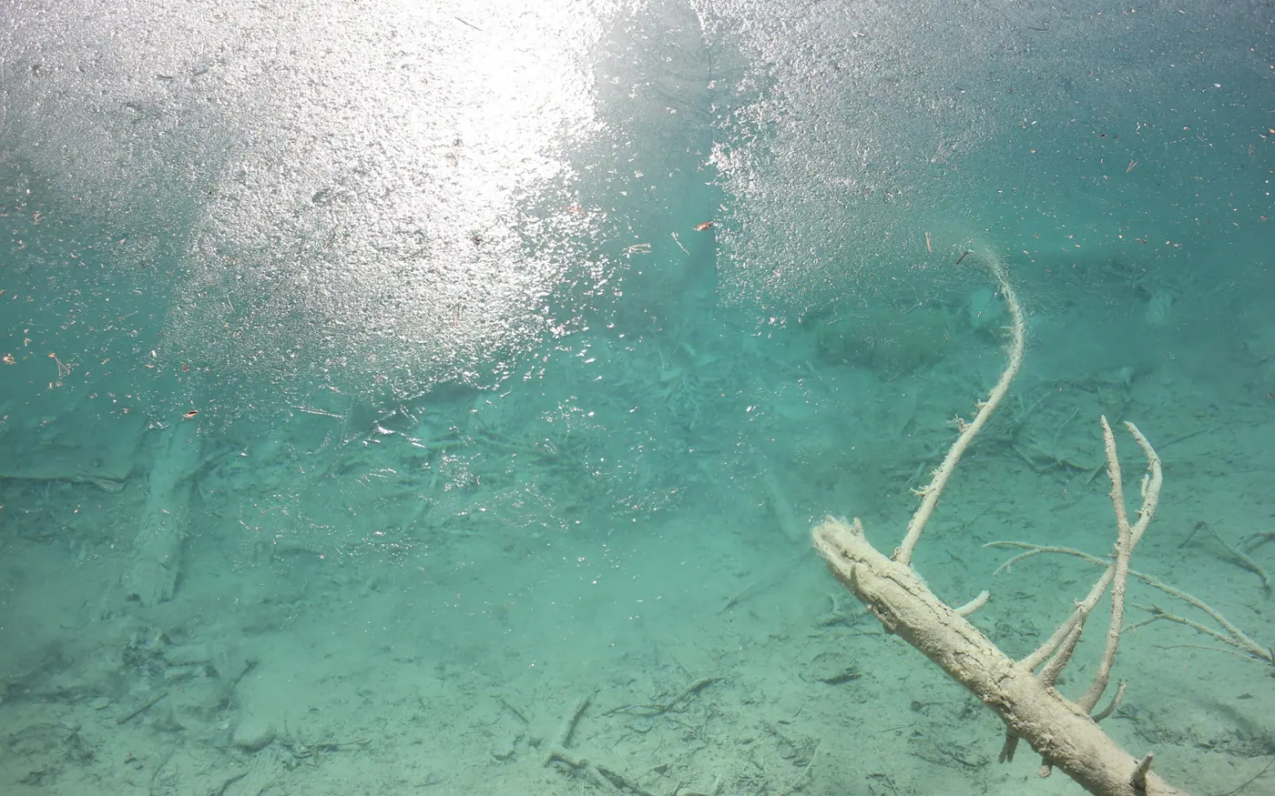 A plain sandy bottom with fallen branches and no subject