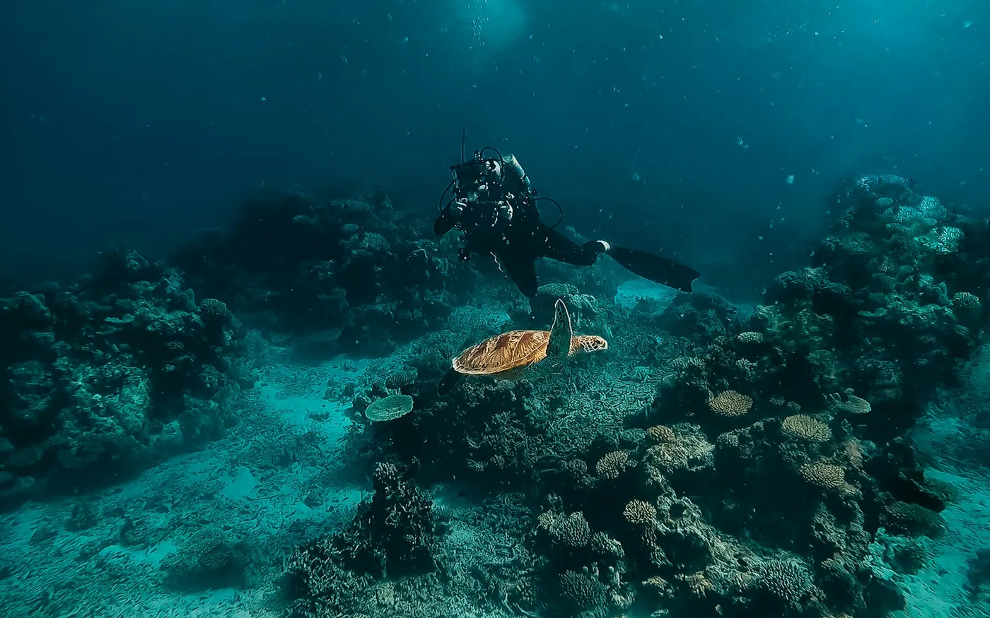 A scuba diver in the distance above a turtle resting on a reef