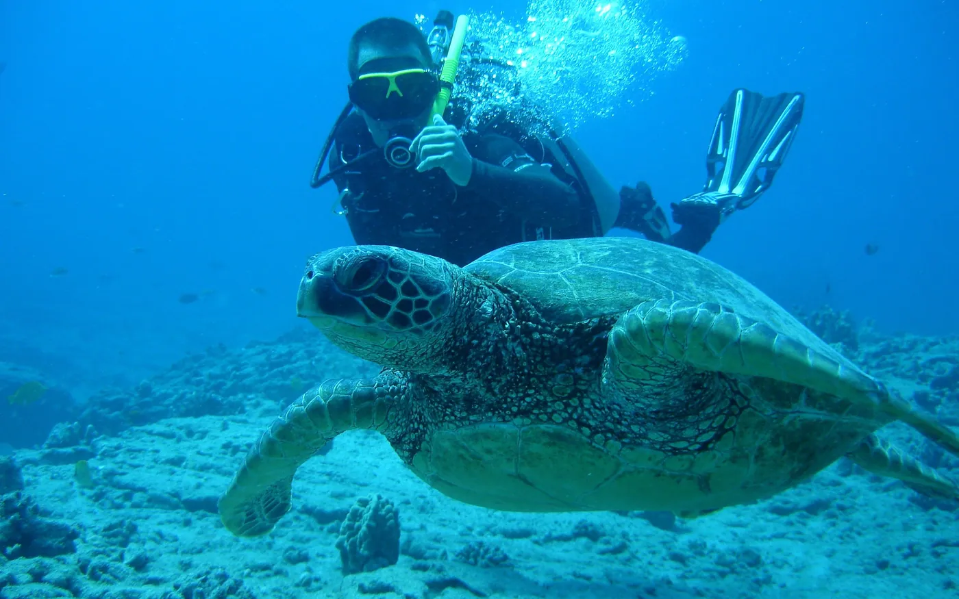 A scuba diver swimming alongside a green turtle over a reef