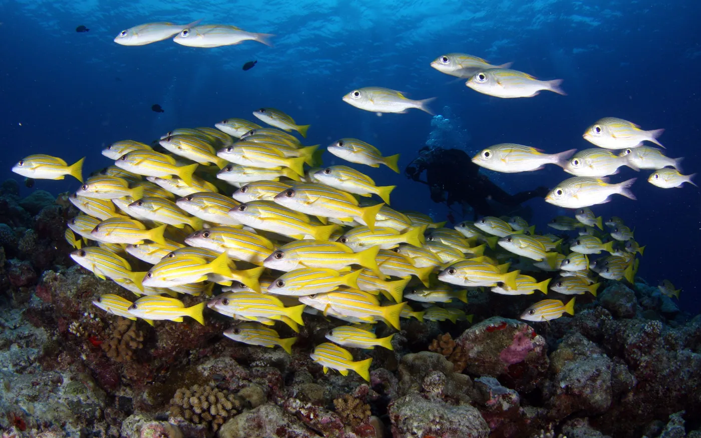 A school of yellow snapper on a reef with a diver beyond them