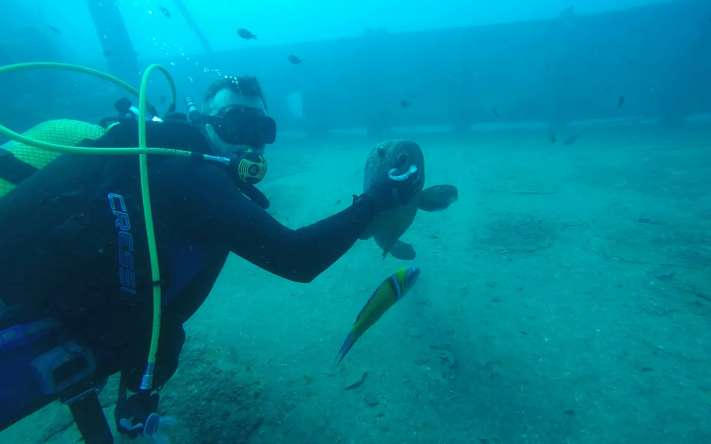 A scuba diver settled close to the bottom in green water