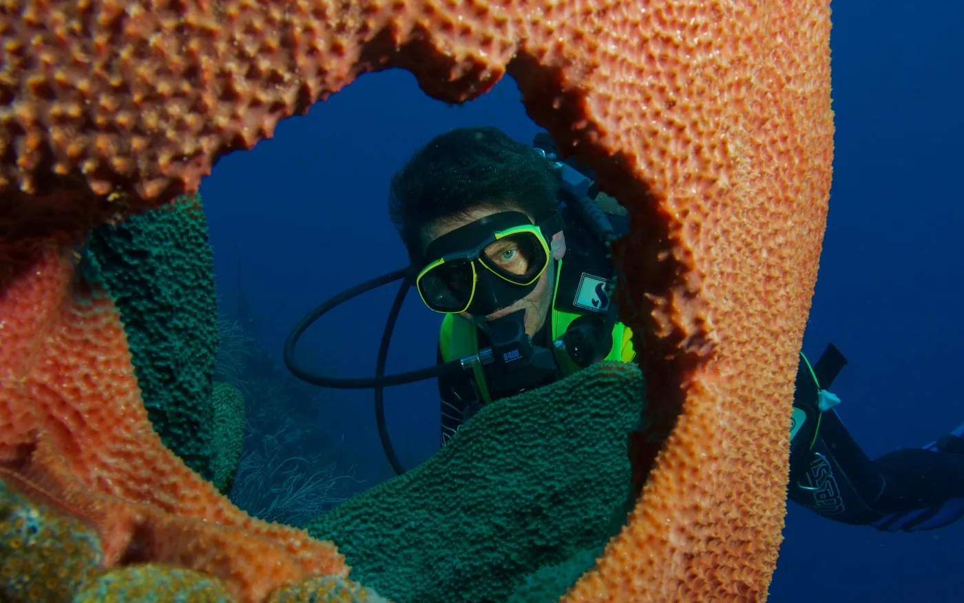 A scuba diver looking through the opening of a large barrel sponge