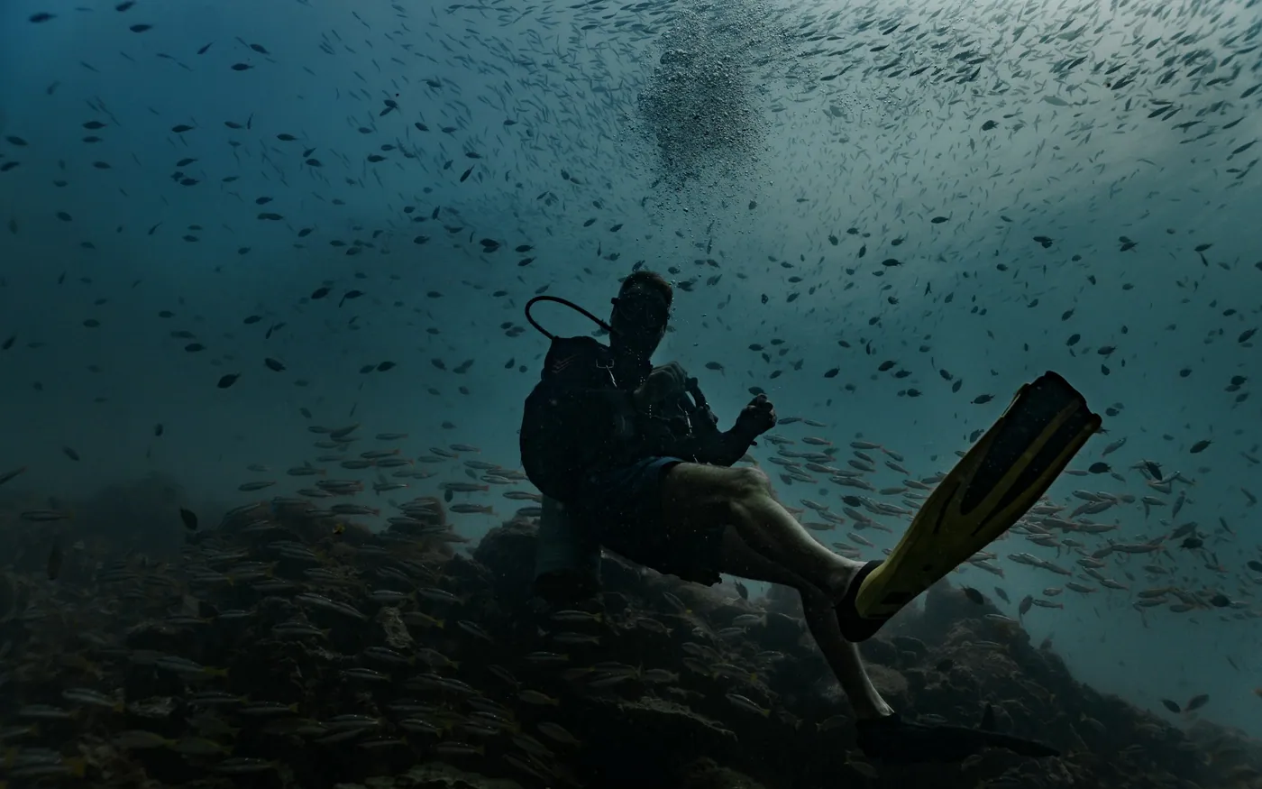 A scuba diver on the bottom surrounded by a dense school of small fish