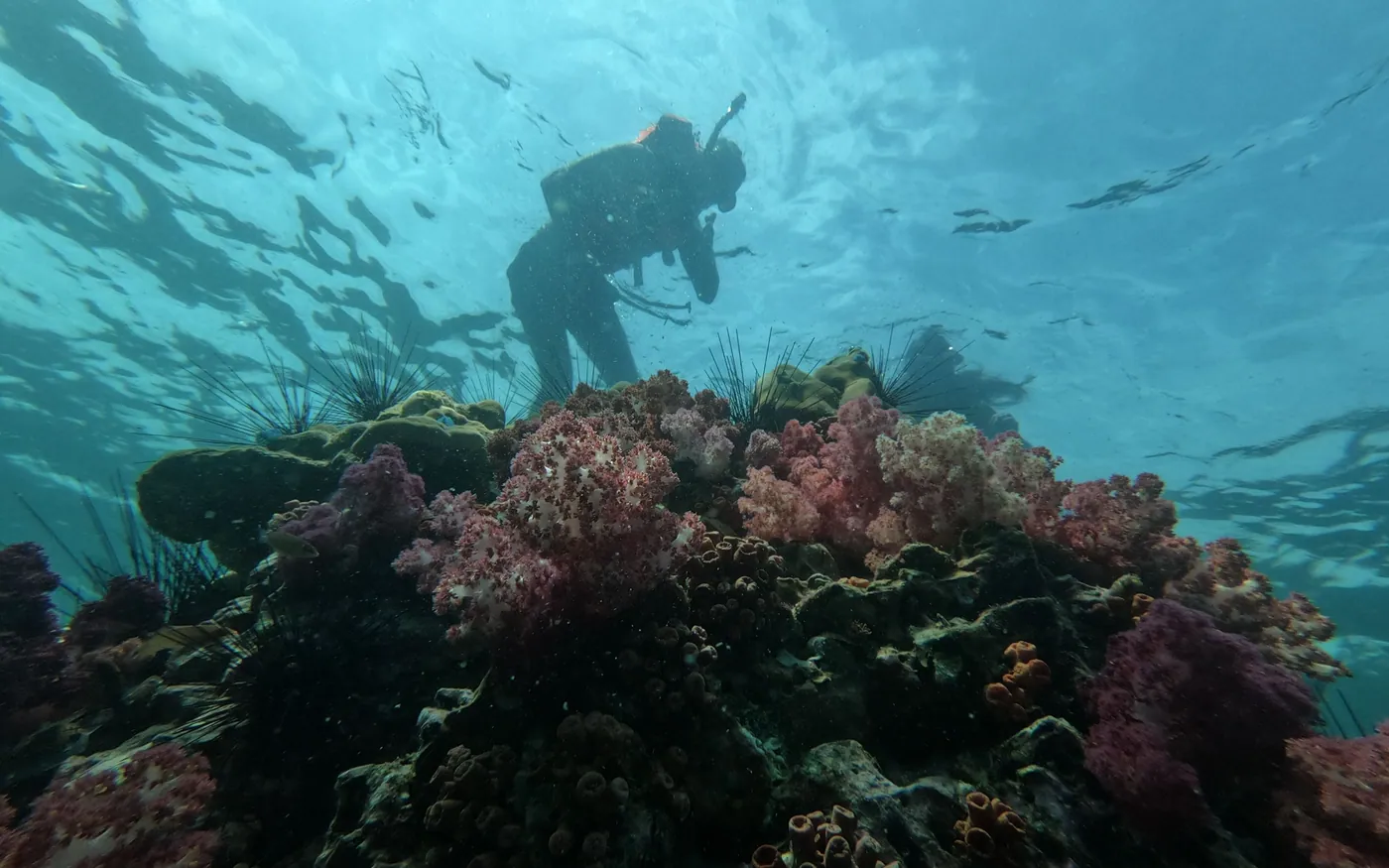 A diver above a temperate reef covered in soft growth