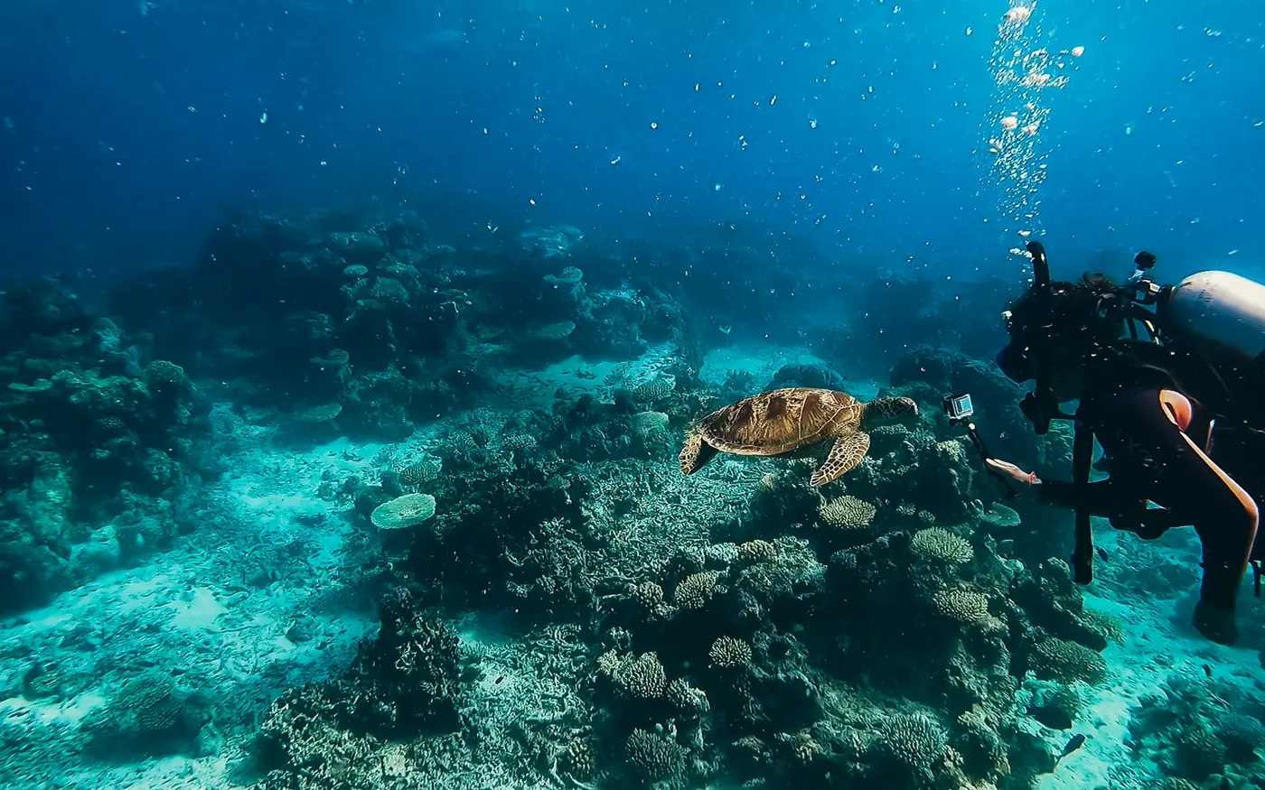 A scuba diver holding back while a turtle feeds on a reef