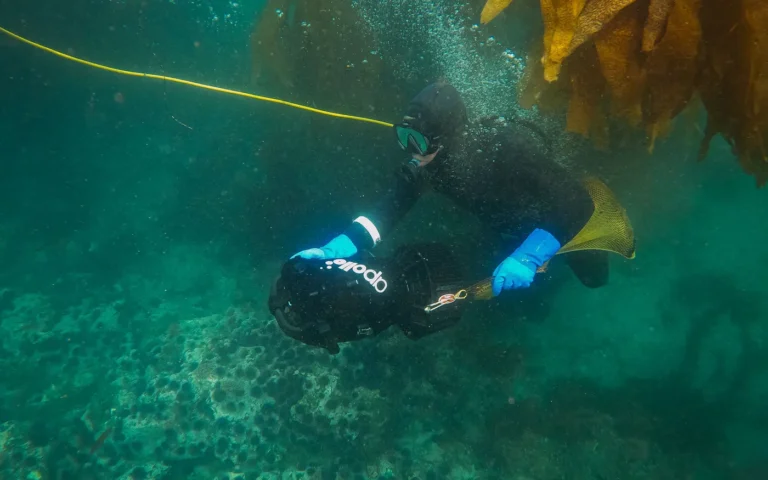 A diver in a hood and gloves working close to kelp with a yellow line nearby