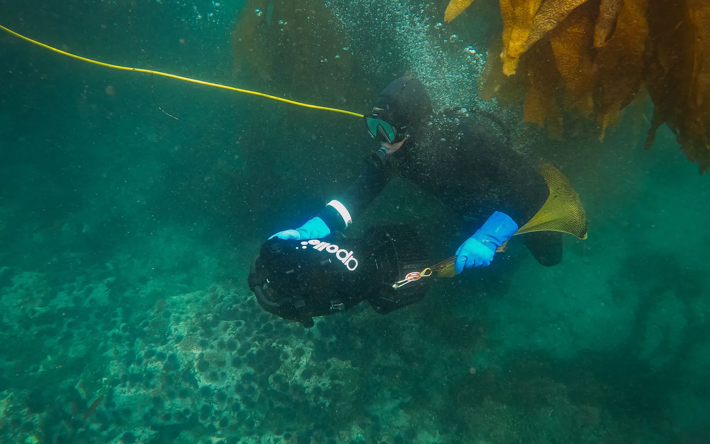 A diver in a hood and gloves working close to kelp with a yellow line nearby