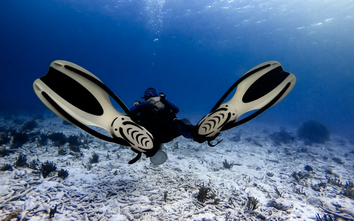 A scuba diver seen from behind, both fins mid stroke over a pale bottom