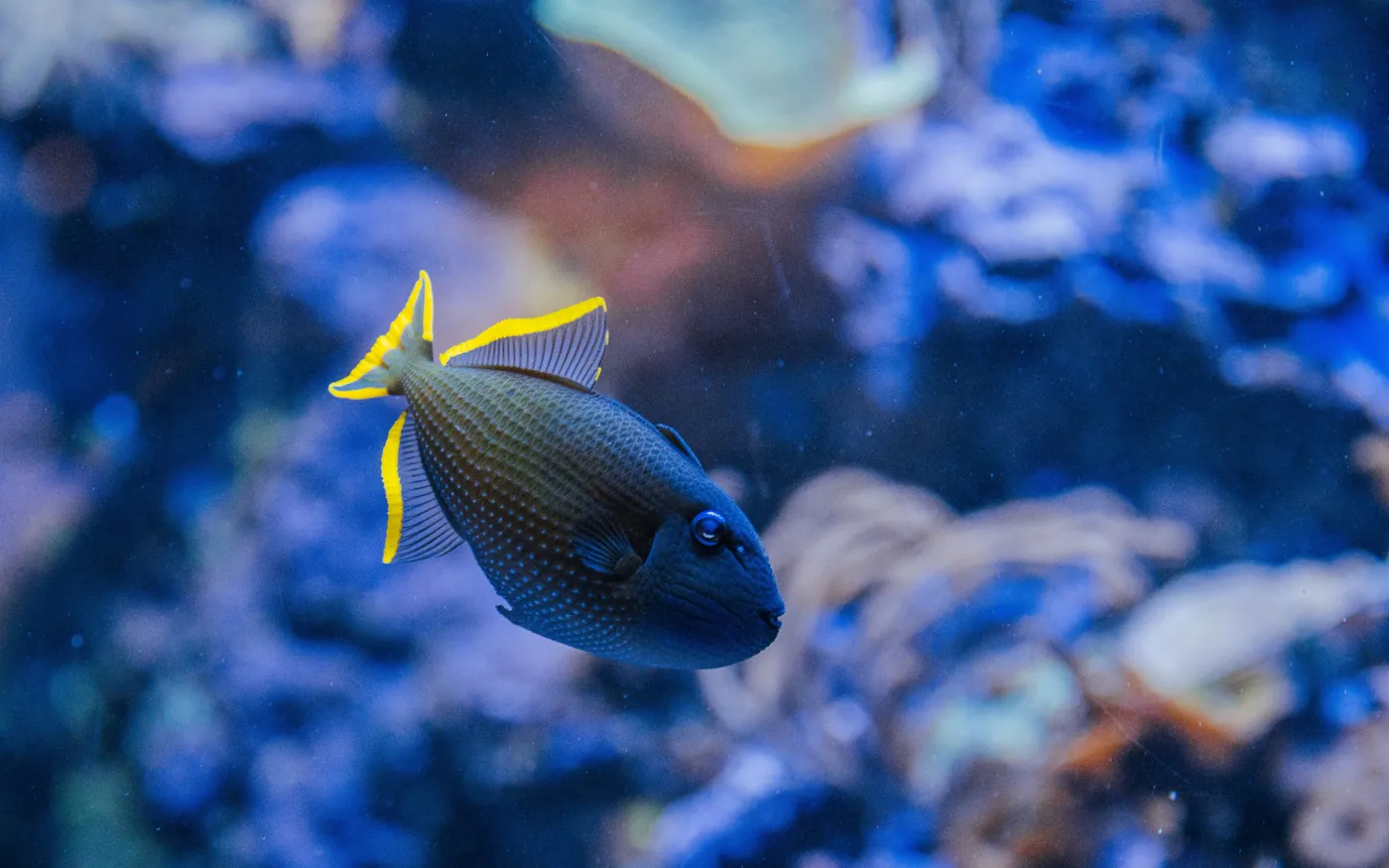 A single fish framed against coral, a straightforward wide subject