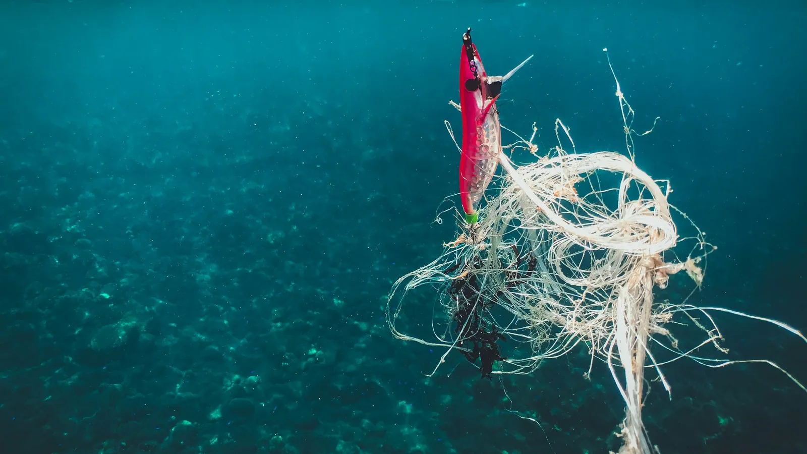 A fishing lure caught in a loose tangle of monofilament line in the water