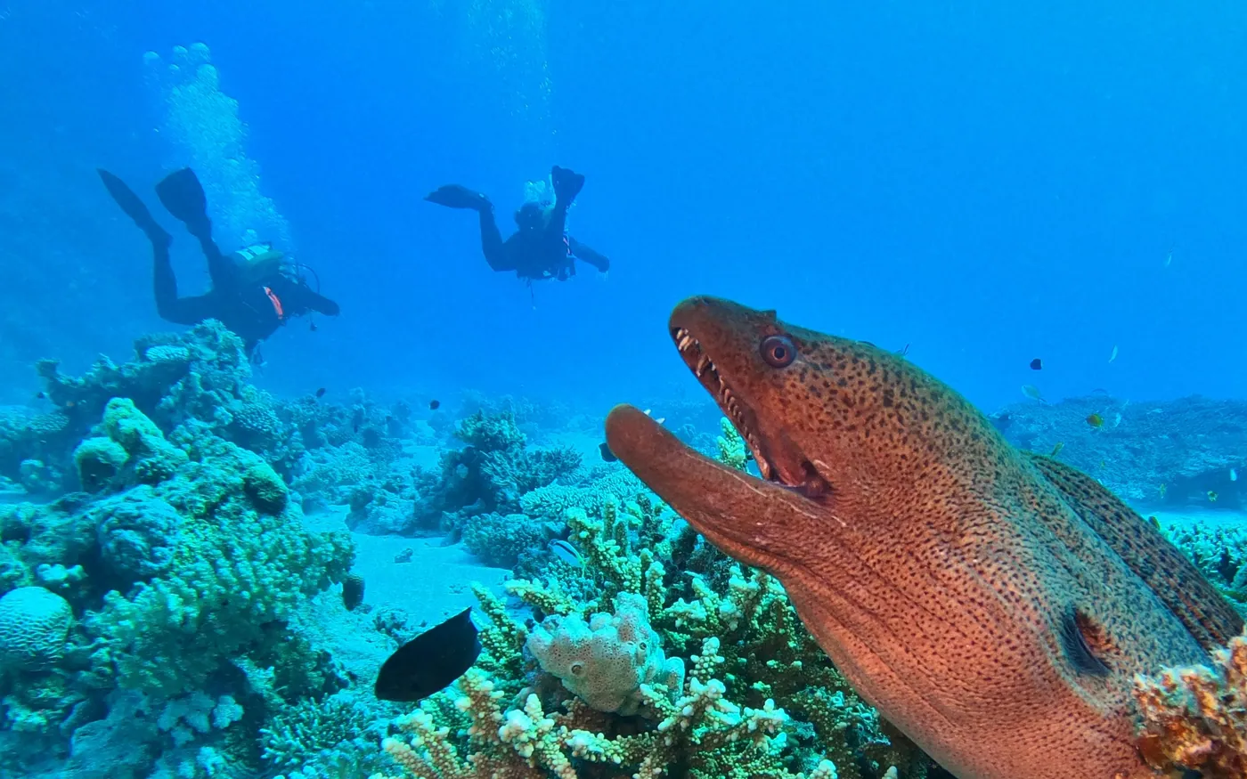 A moray eel looking out of a reef with divers passing beyond