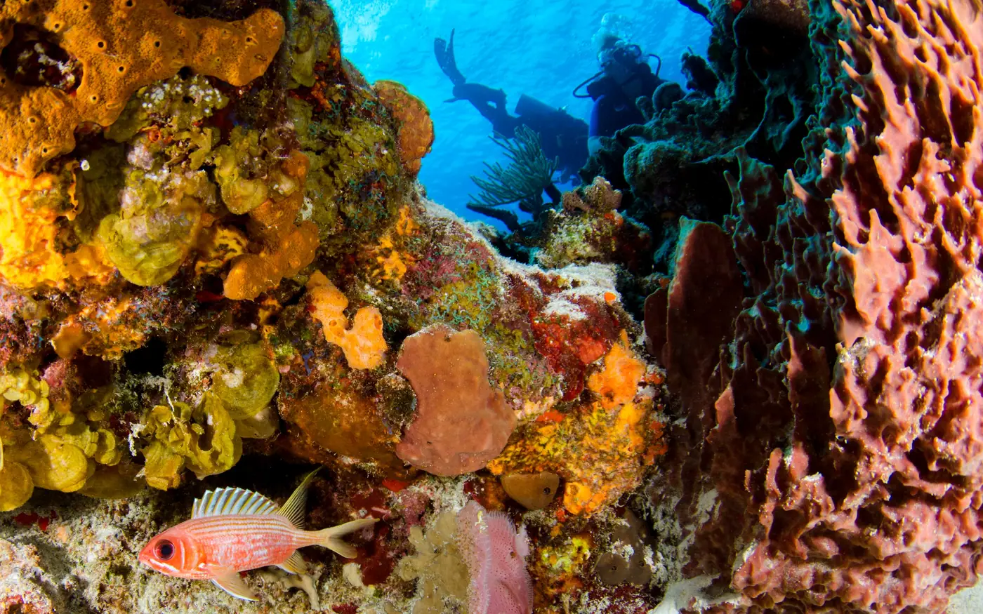 A reef wall crowded with growth and fish