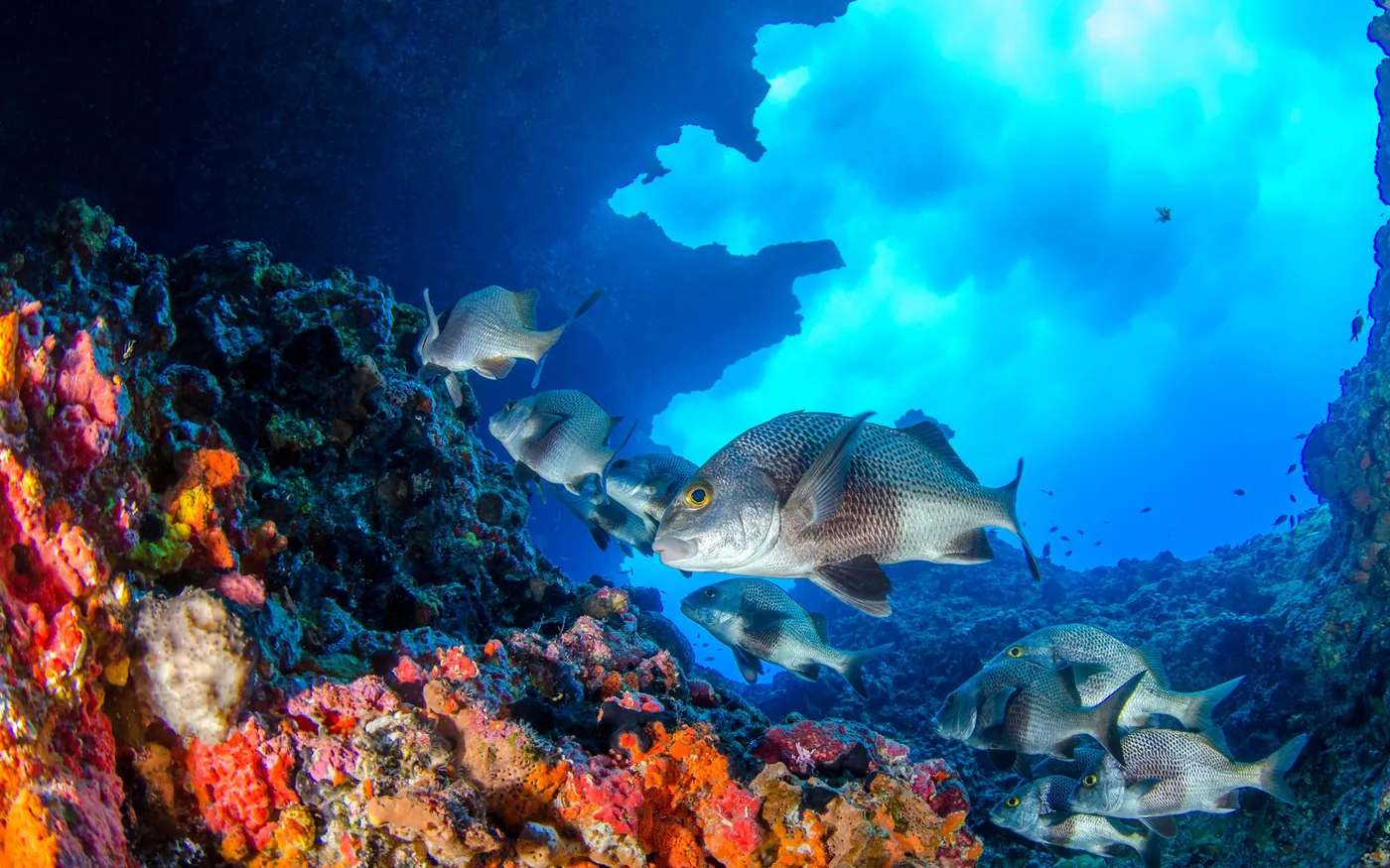 A brightly coloured reef wall with fish along it