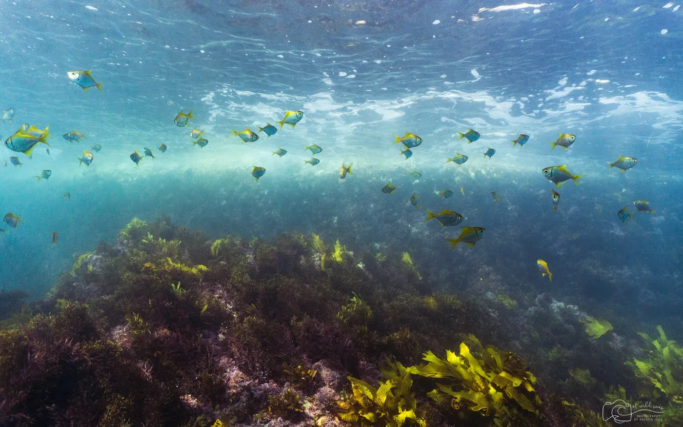 A shallow temperate reef with kelp and small fish over it