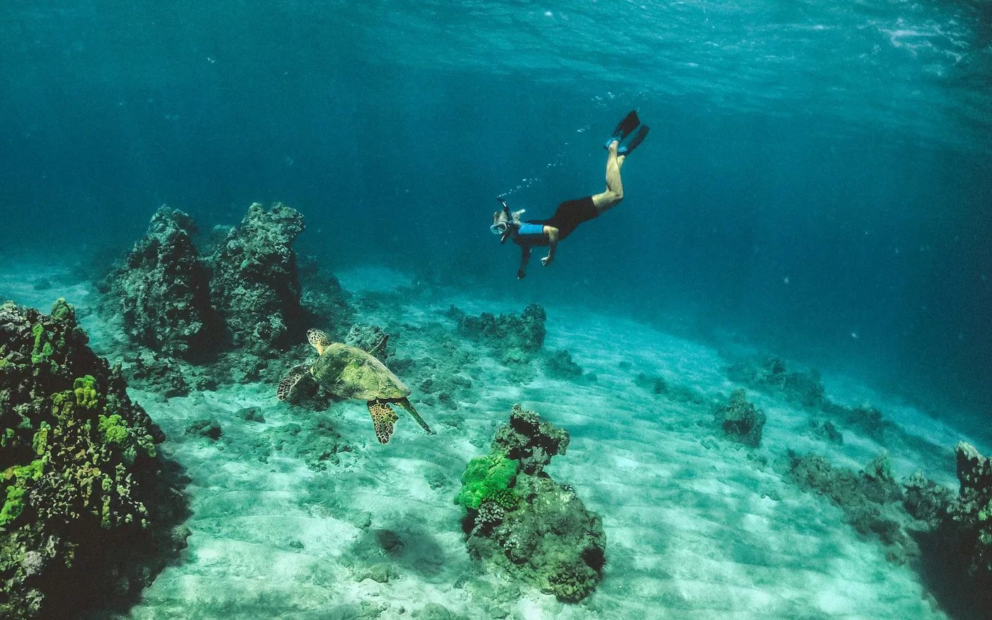 A snorkeler keeping height above a turtle on a shallow reef