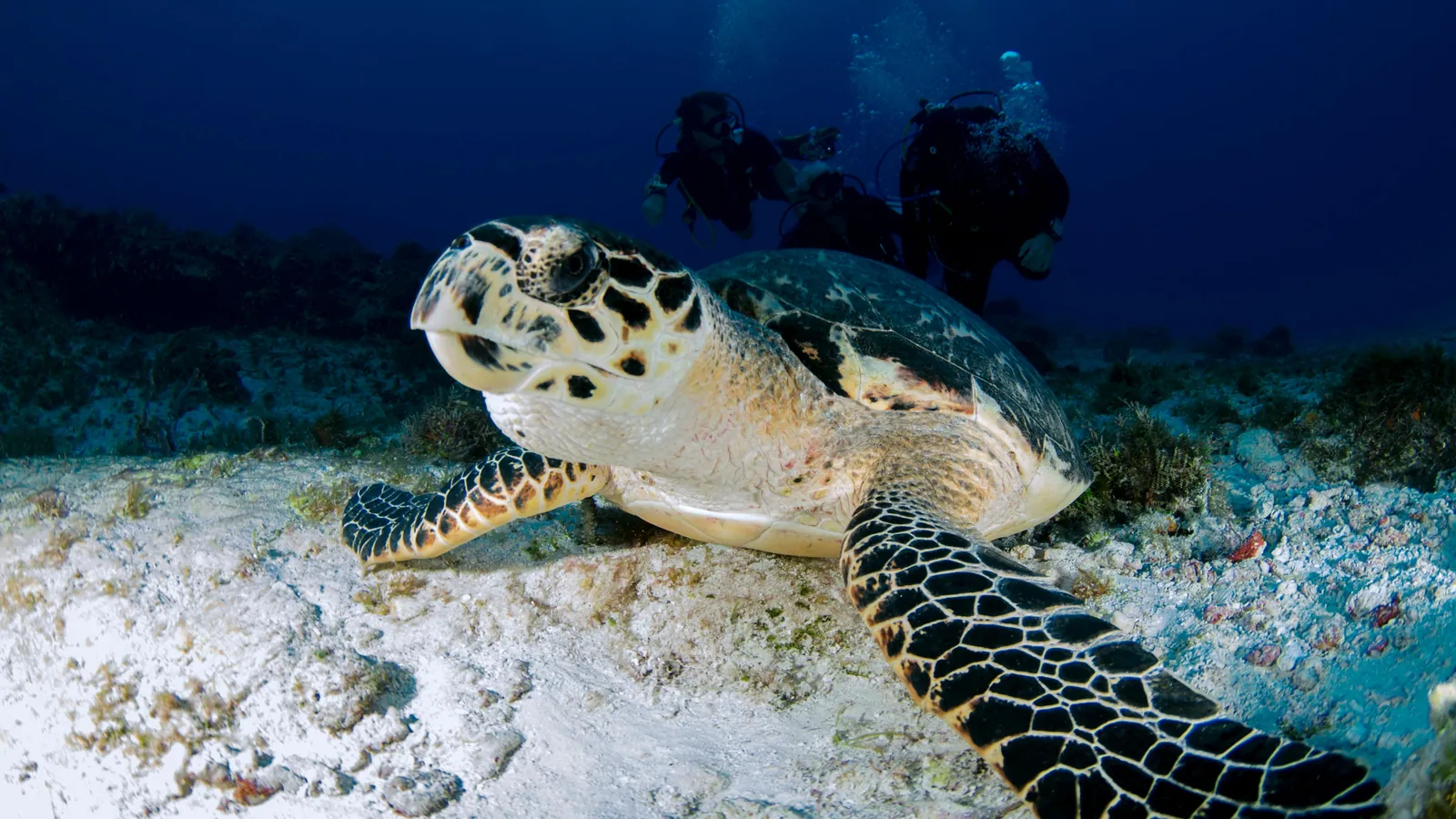 A turtle resting on the bottom with two scuba divers in the distance