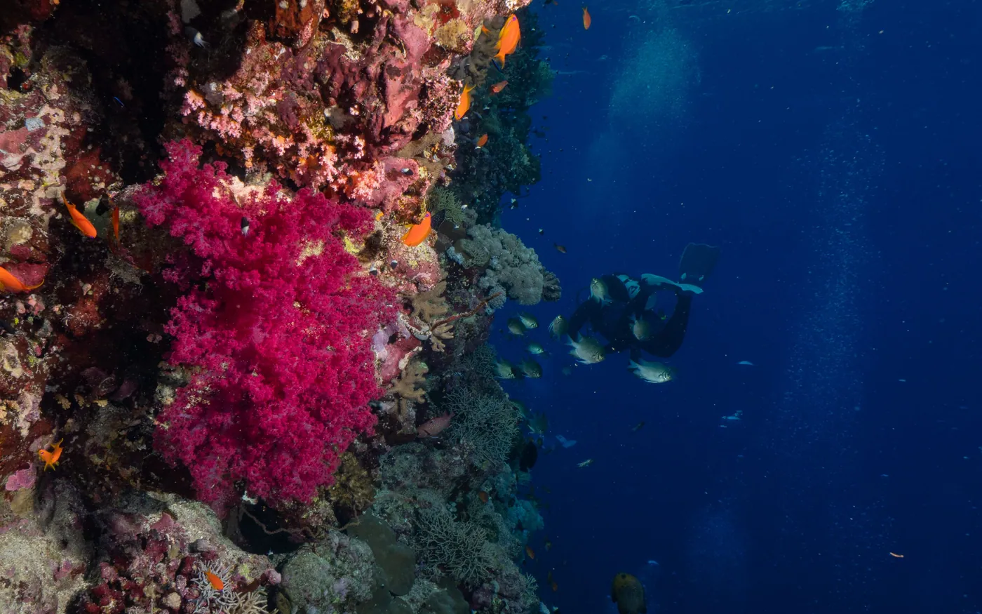A steep reef wall covered in pink and orange soft growth