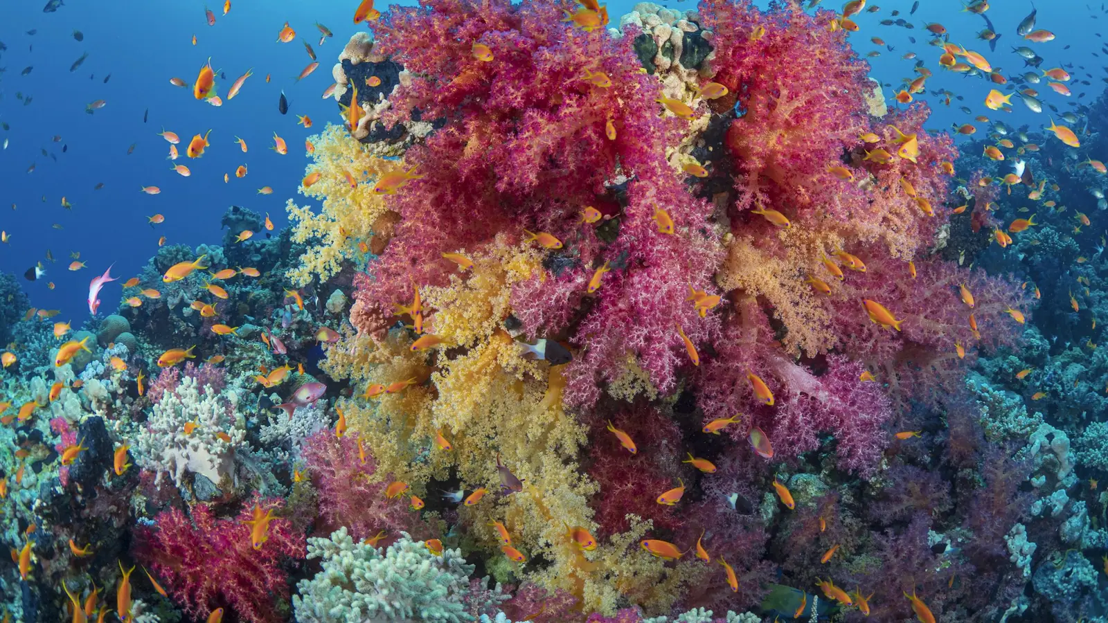 A reef wall covered in pink and orange soft coral with small fish over it
