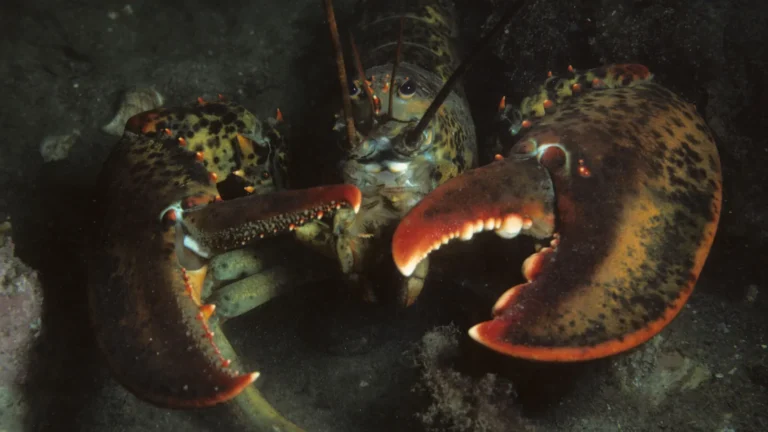 An American lobster with its claws raised on a rocky bottom in cold green water