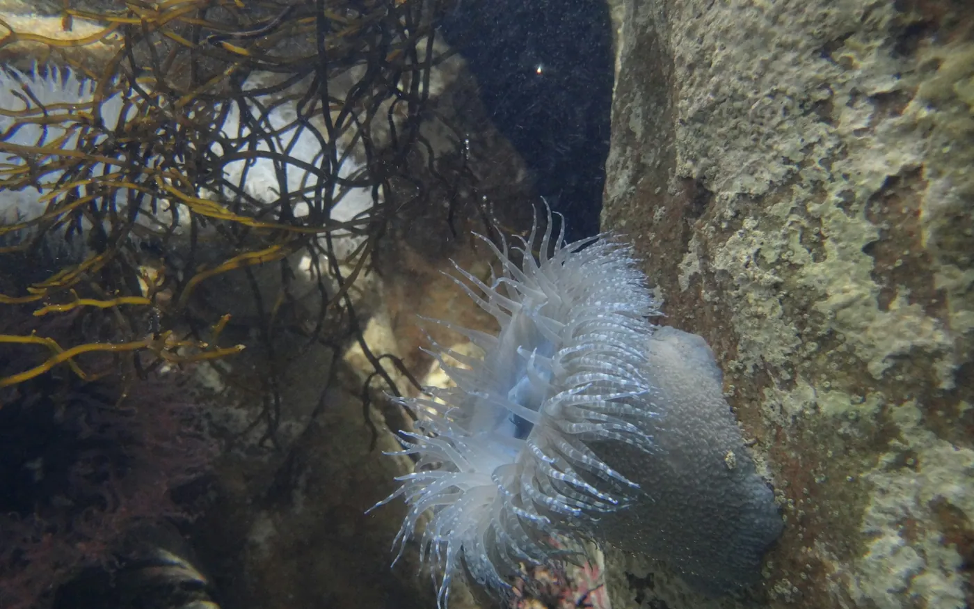 A pale anemone open on a rock face beside weed