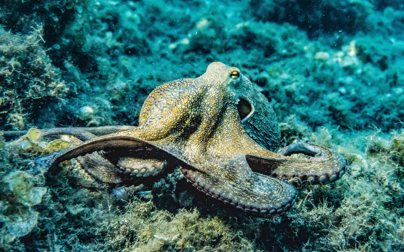An octopus moving across a rocky bottom in daylight