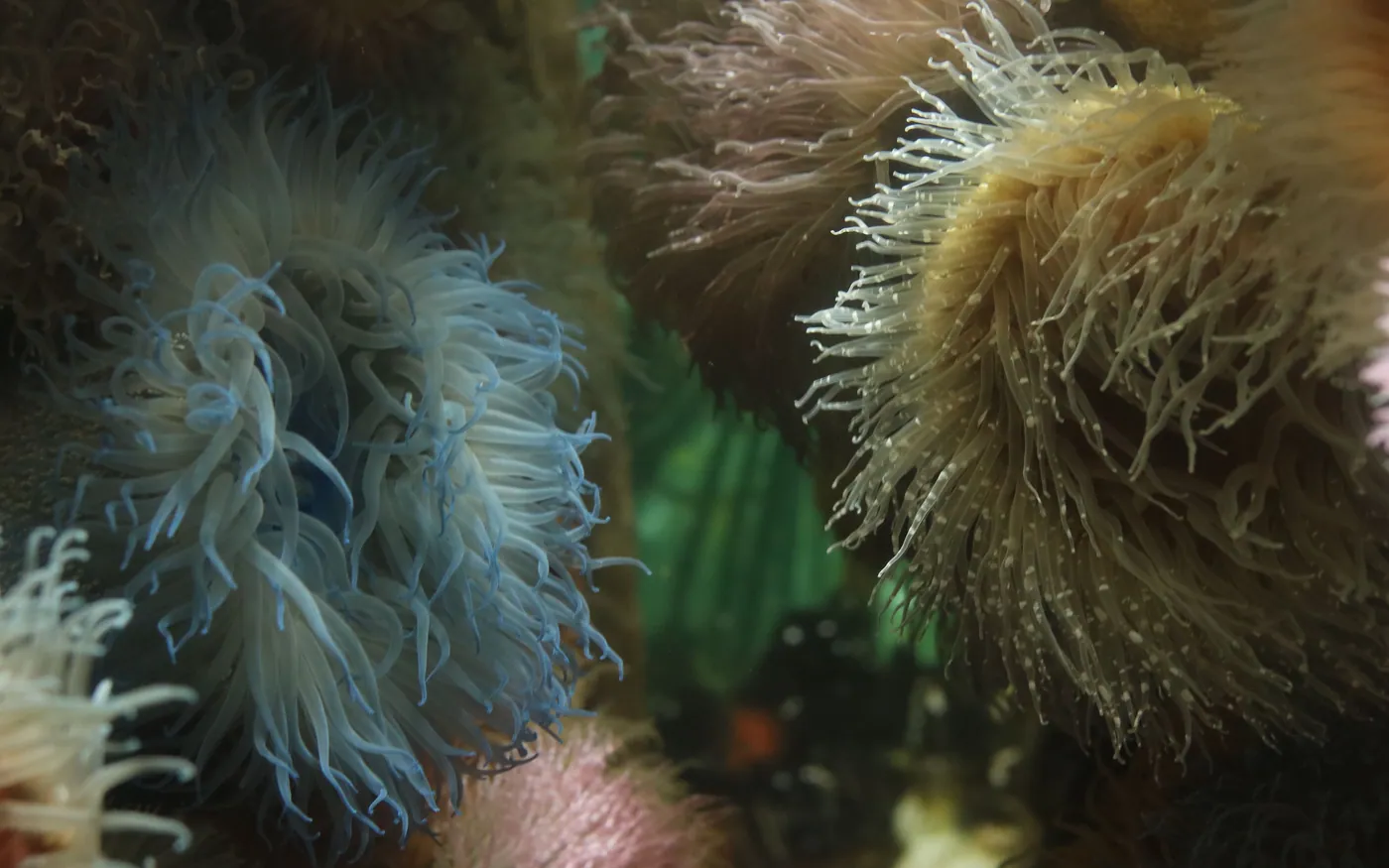 A close-up of anemones, the kind of macro subject that suits cold water