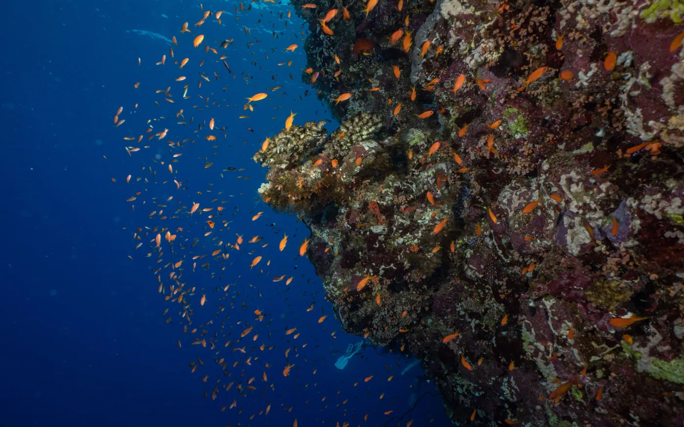A cloud of small orange fish above the edge of a coral reef