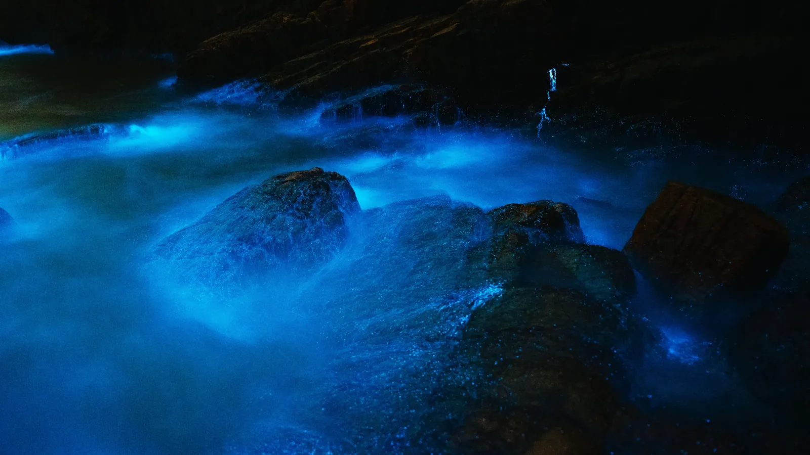 Bioluminescent plankton glowing blue around rocks at night
