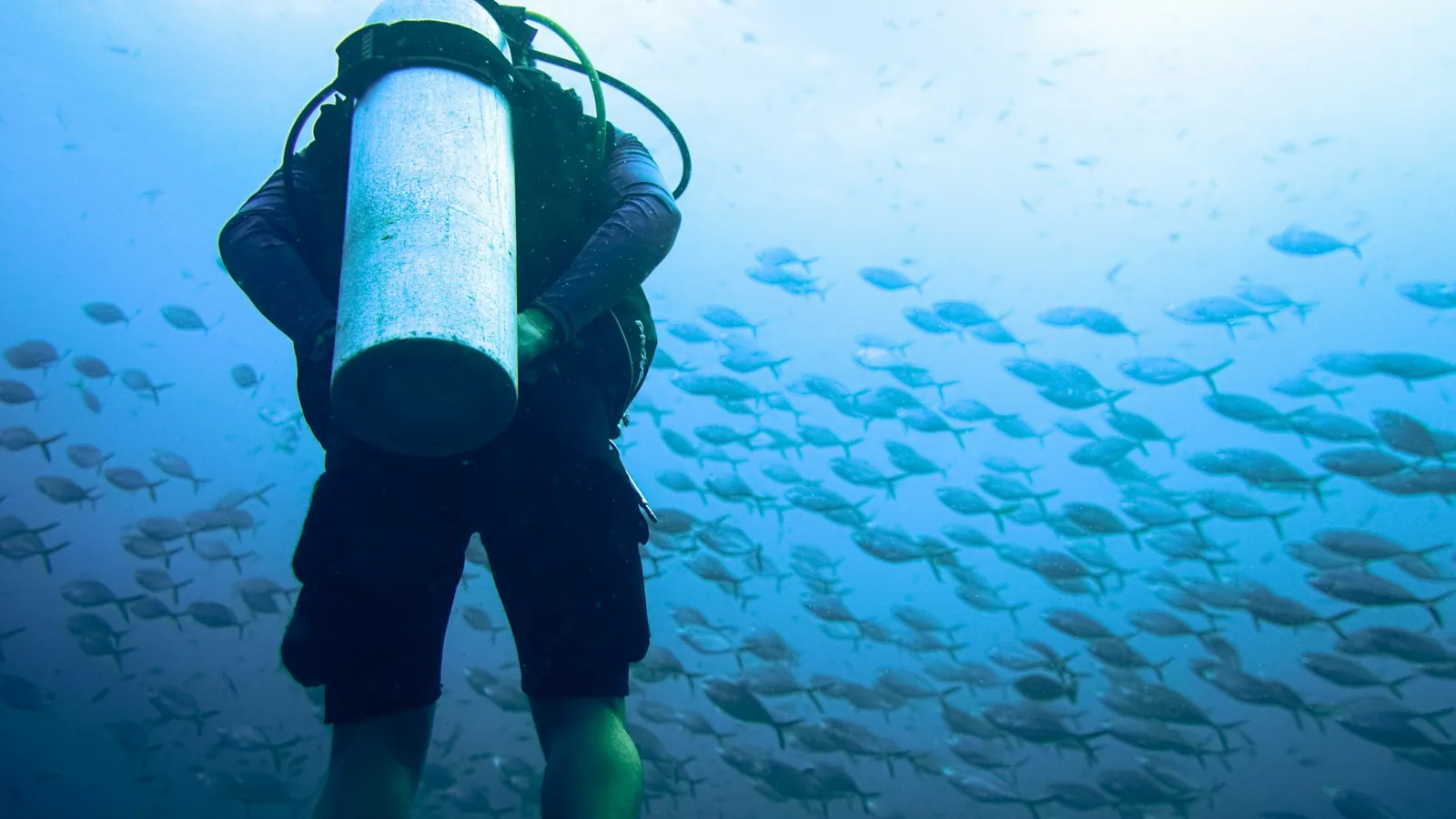 A diver standing in the shallows carrying a scuba cylinder on their back