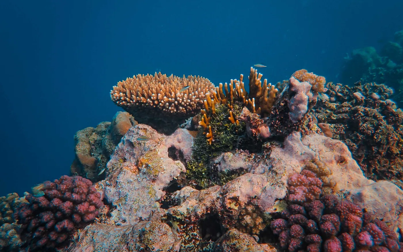 Hard coral heads on a shallow reef in very clear water