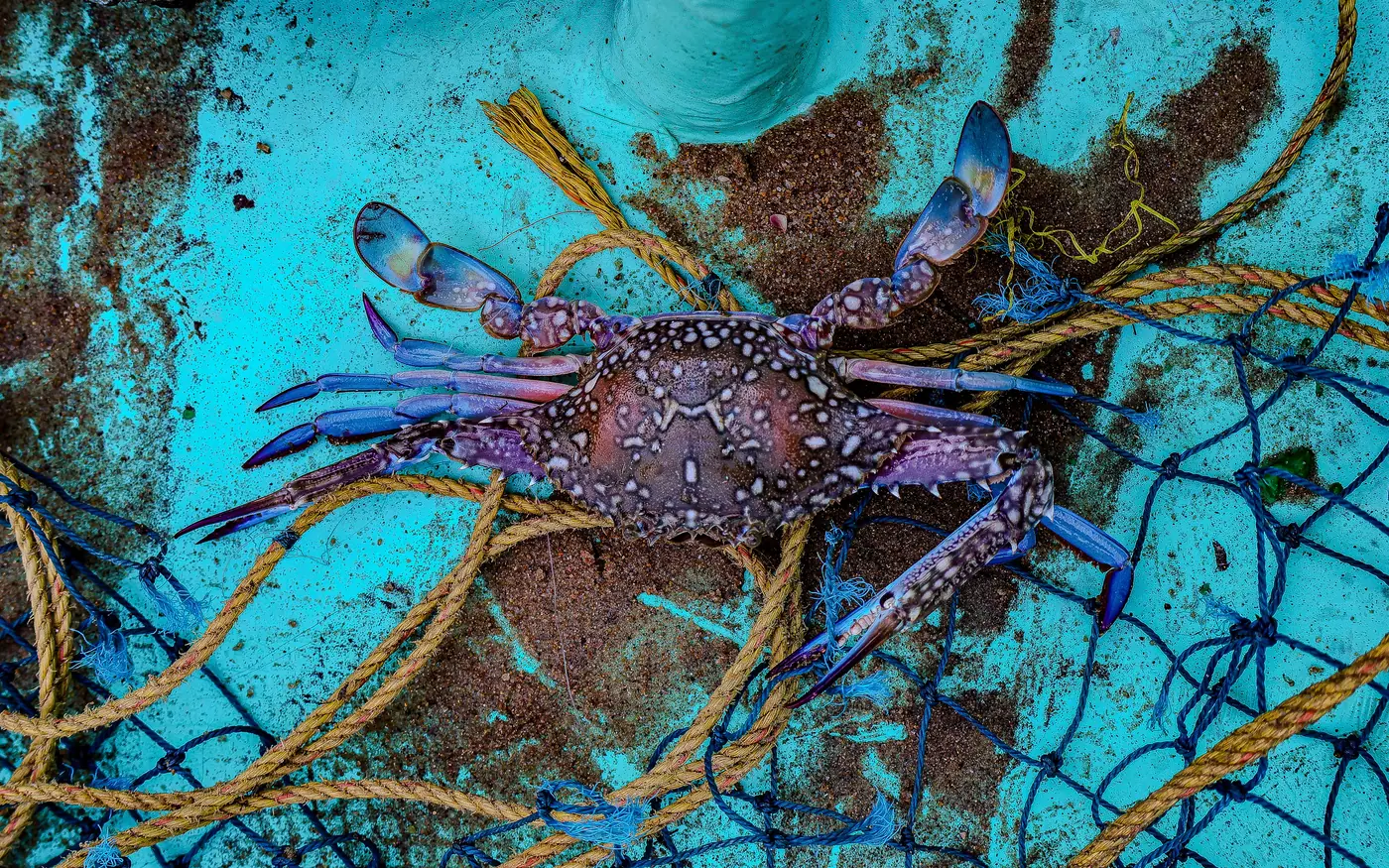 A crab caught in discarded netting on the seabed
