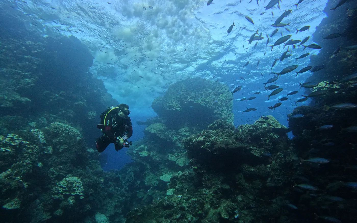 A scuba diver above a reef surrounded by fish