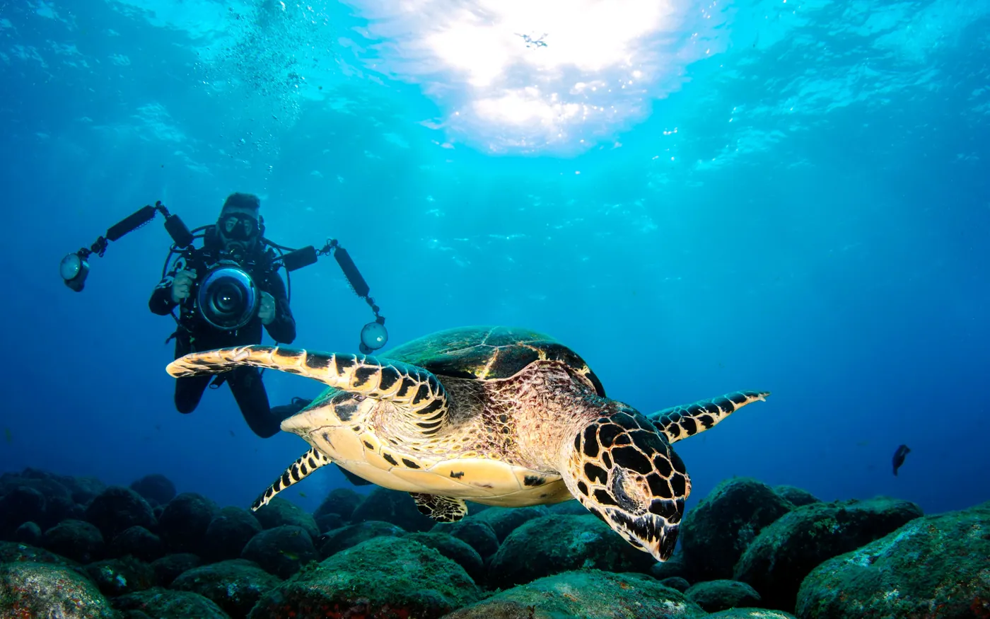 A scuba diver moving along a wall covered in growth