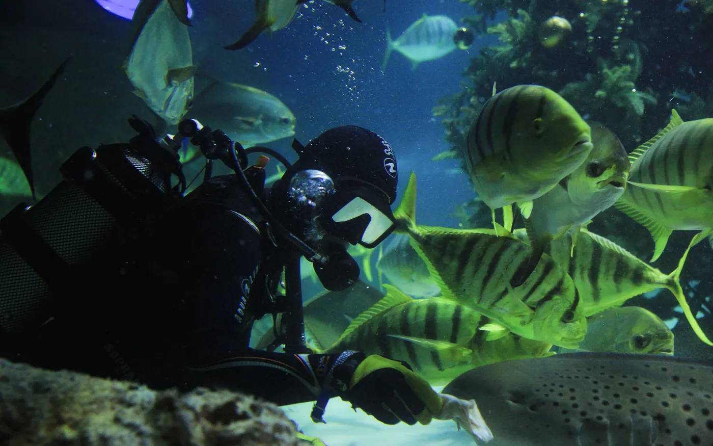 A scuba diver among a school of fish with the hoses clipped close to the body