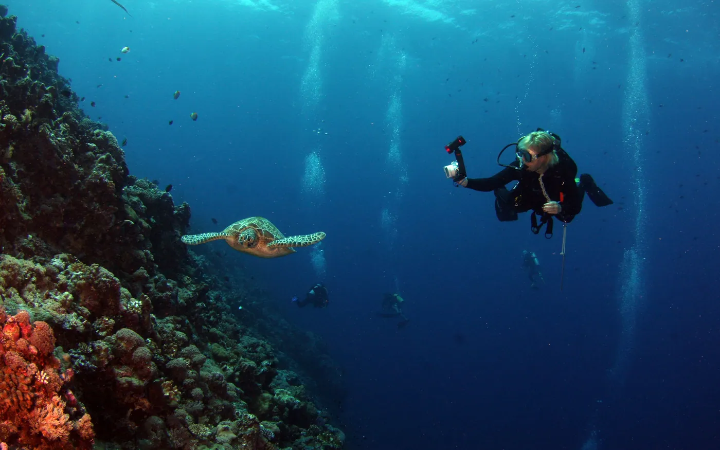 A scuba diver alongside a turtle on a reef