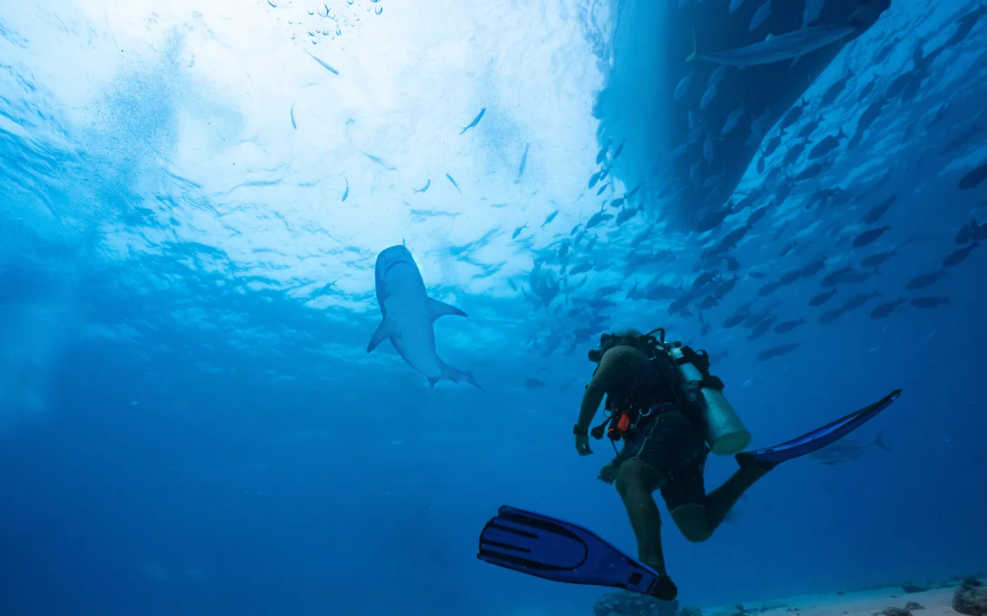 A scuba diver ascending beneath a large school of fish