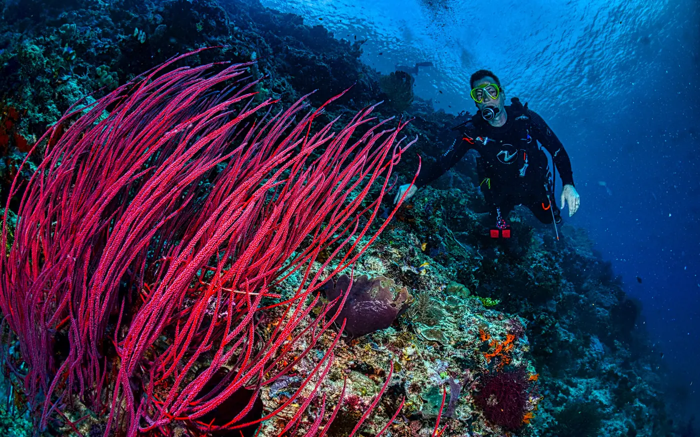 A scuba diver beside a wall covered in red sea whips