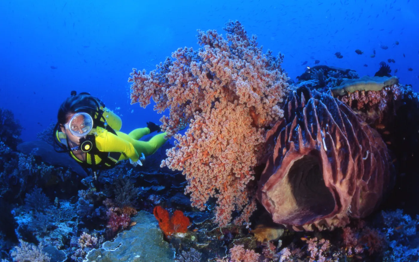 A scuba diver alongside soft corals on a reef wall