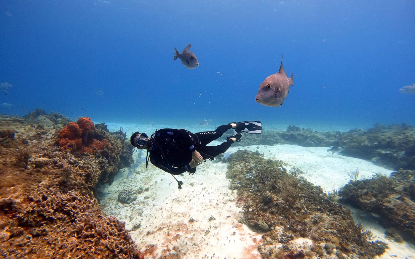 A scuba diver close to the reef but not touching it
