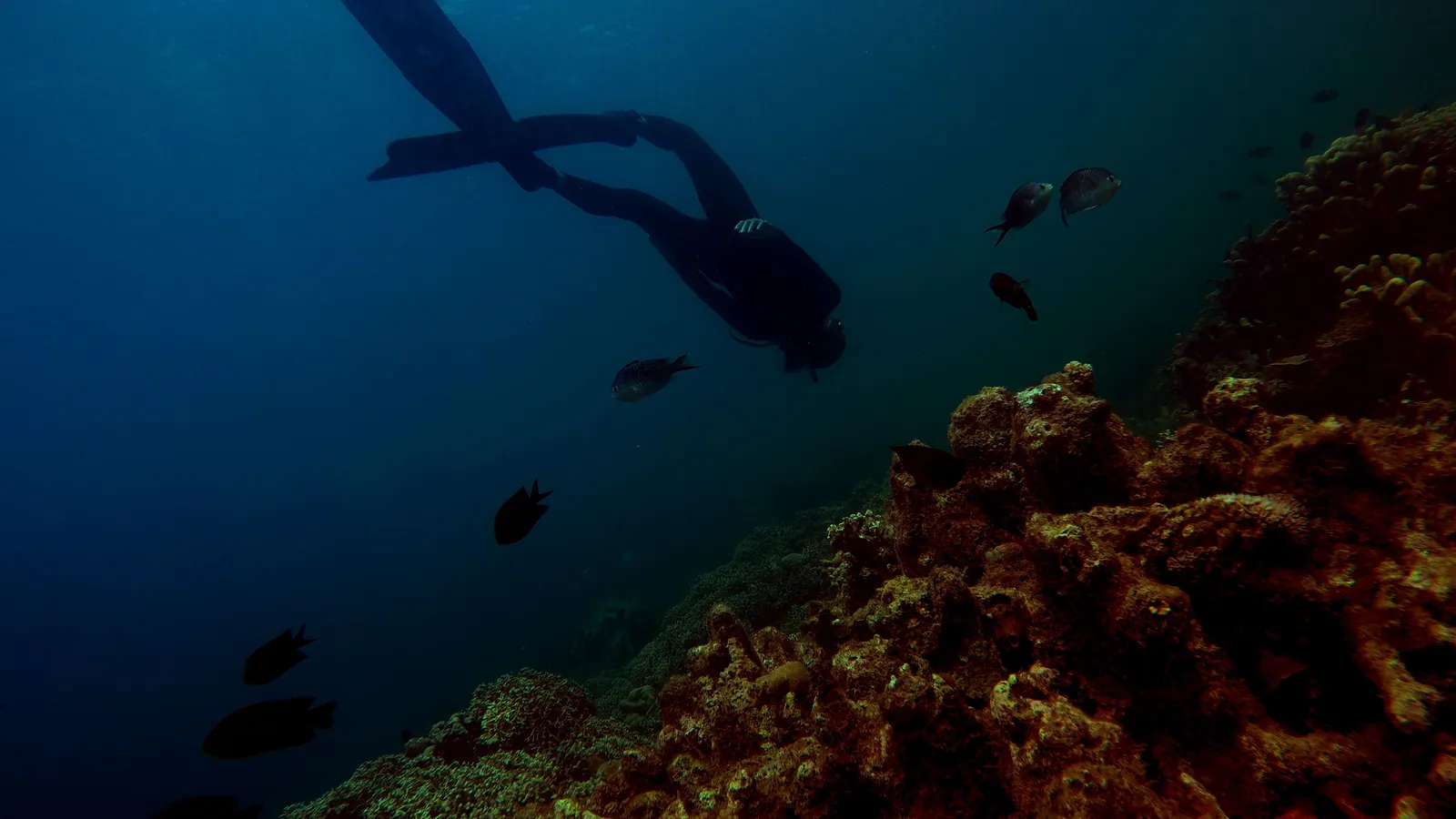 A scuba diver descending slowly along a reef slope