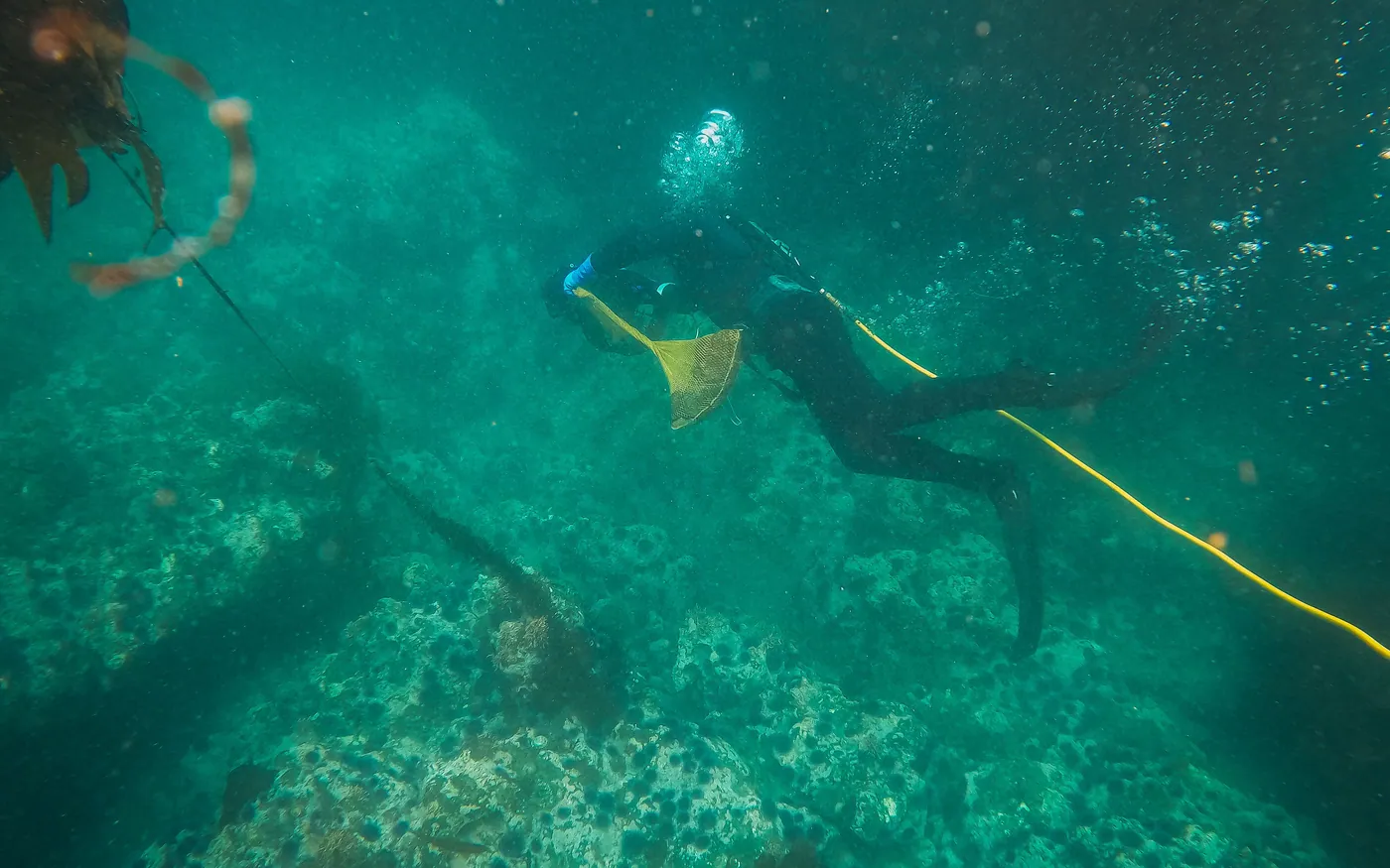 A diver following a line over a weed-covered bottom