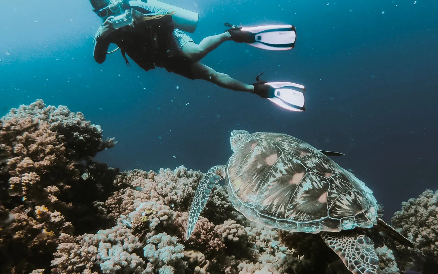 A scuba diver swimming level above a turtle on a reef