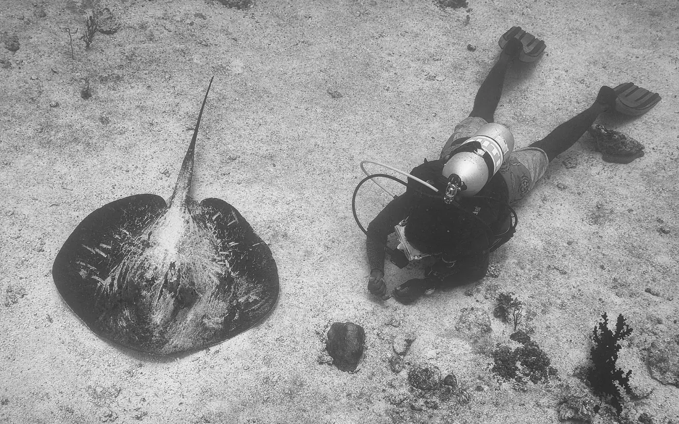 A scuba diver holding position close to the sand beside a resting ray