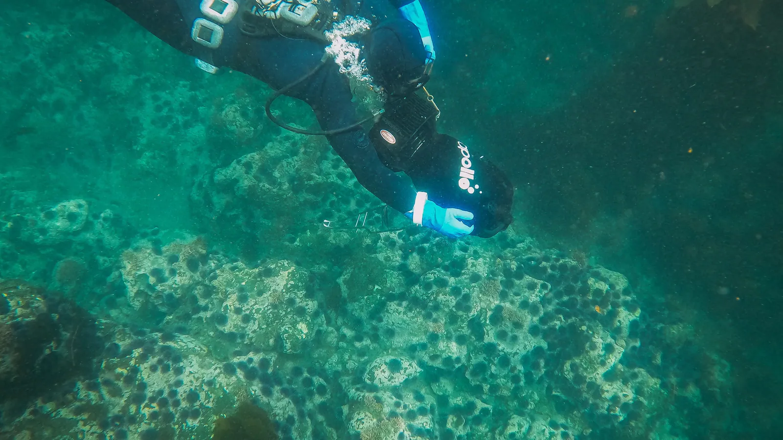 A scuba diver working over a green rocky bottom