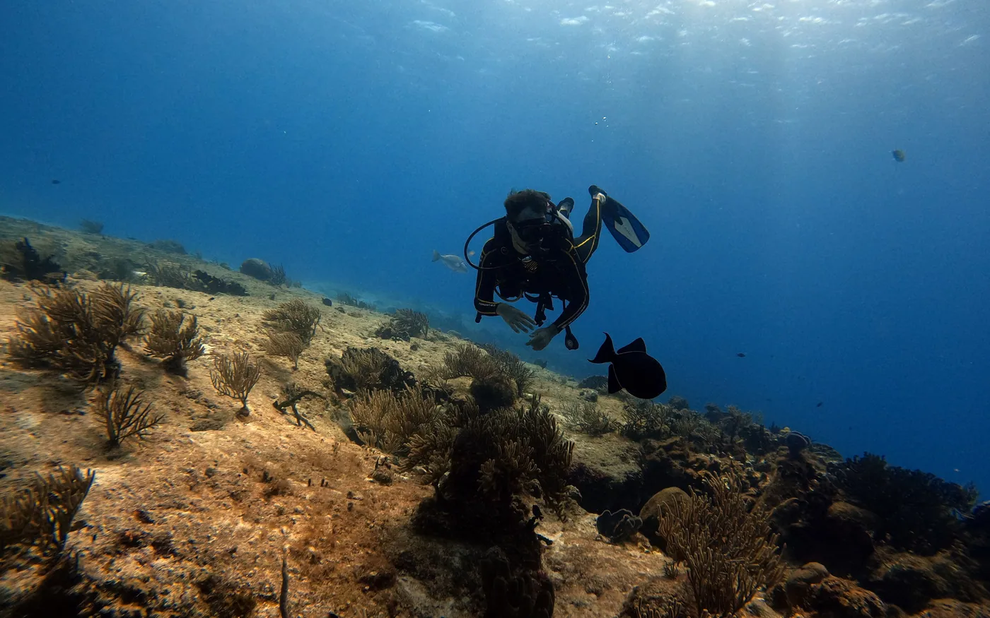 A scuba diver swimming above a reef in clear blue water