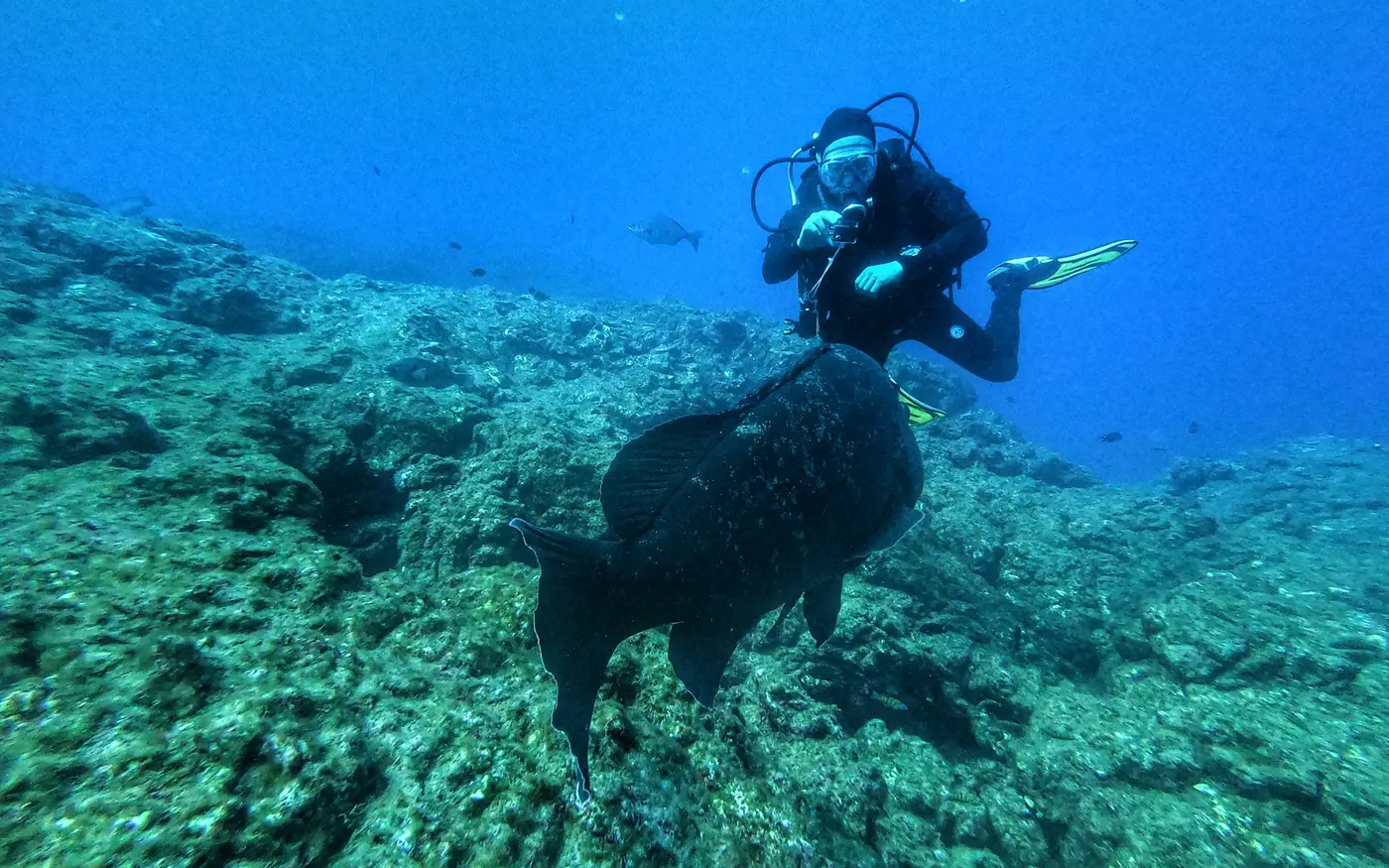 A scuba diver swimming over a rocky reef with a large fish below