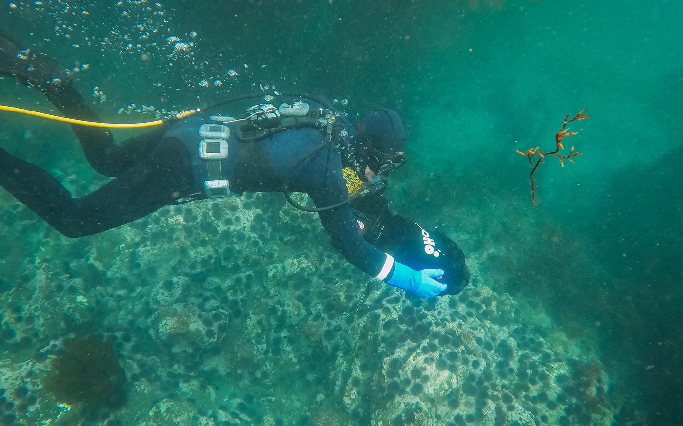 A scuba diver swimming close to a rocky, weed-covered bottom in cold water