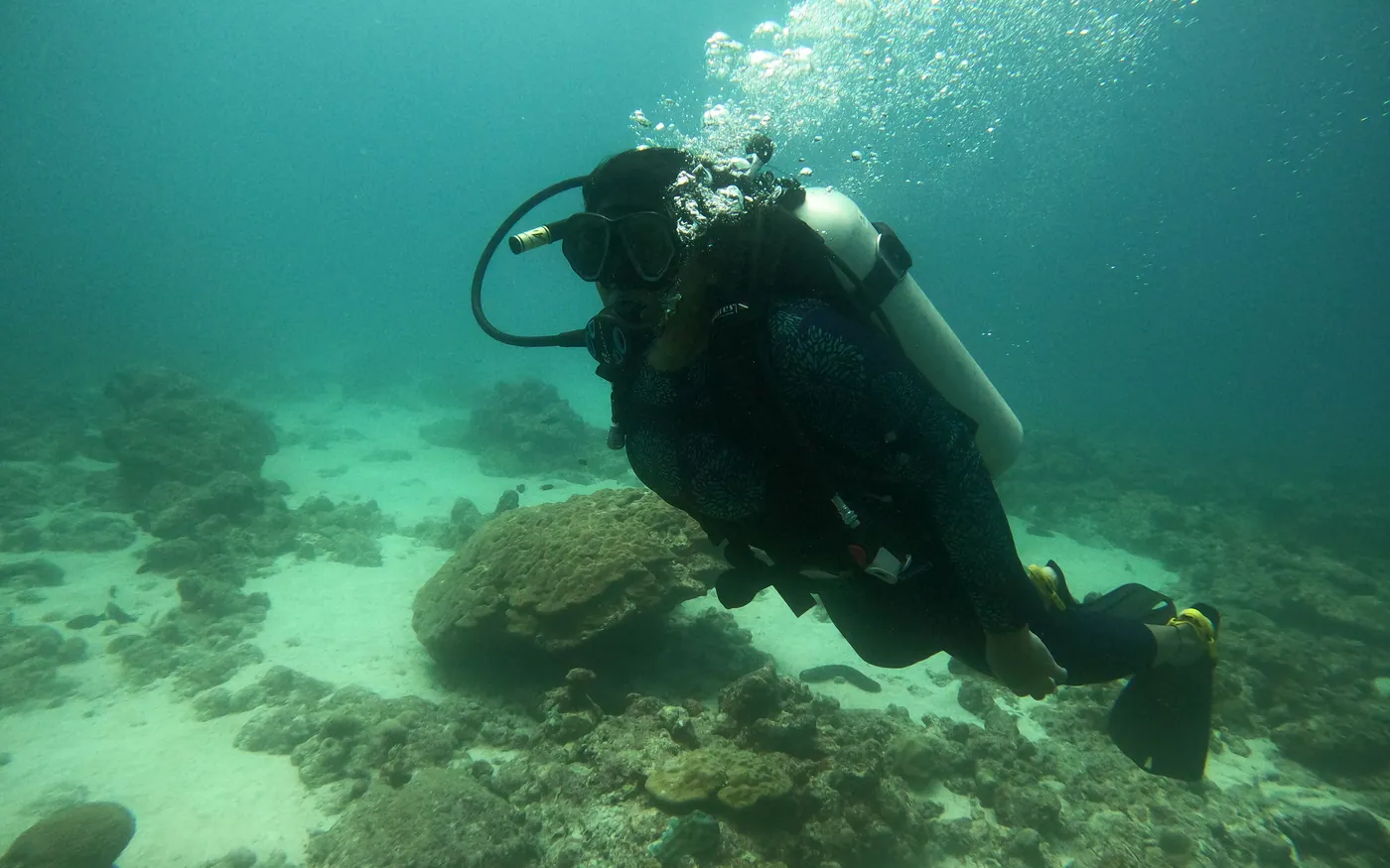 A scuba diver moving slowly over weed-covered rock in green water