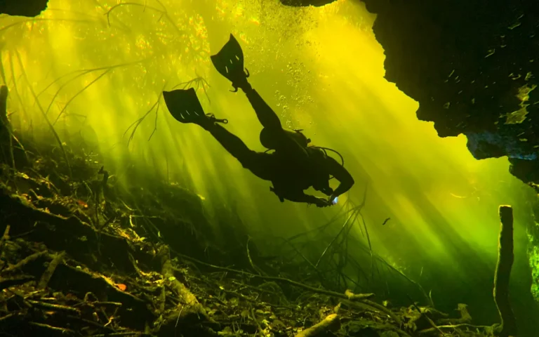 A scuba diver silhouetted against light in a stand of kelp