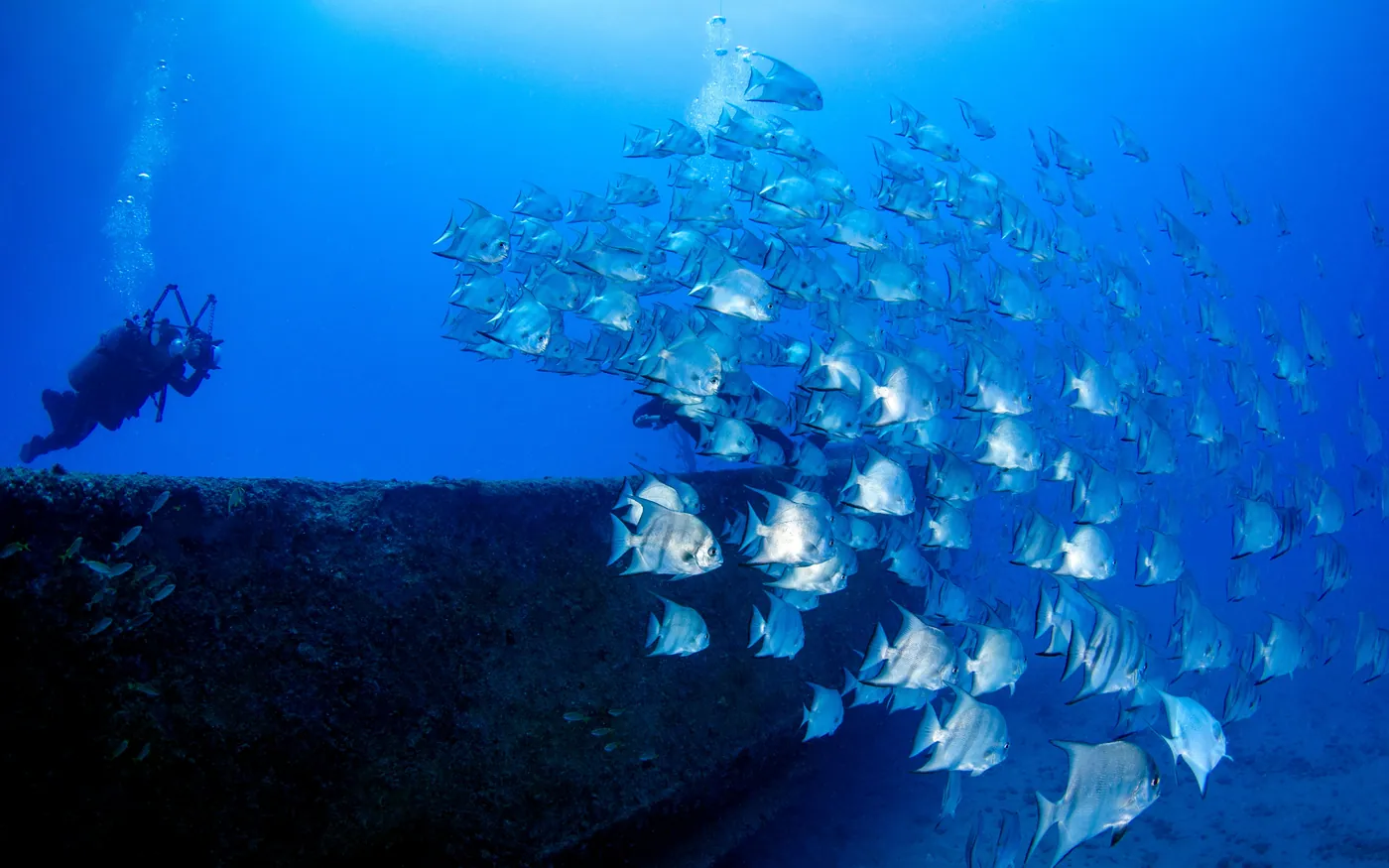 Divers beneath a dense school of fish